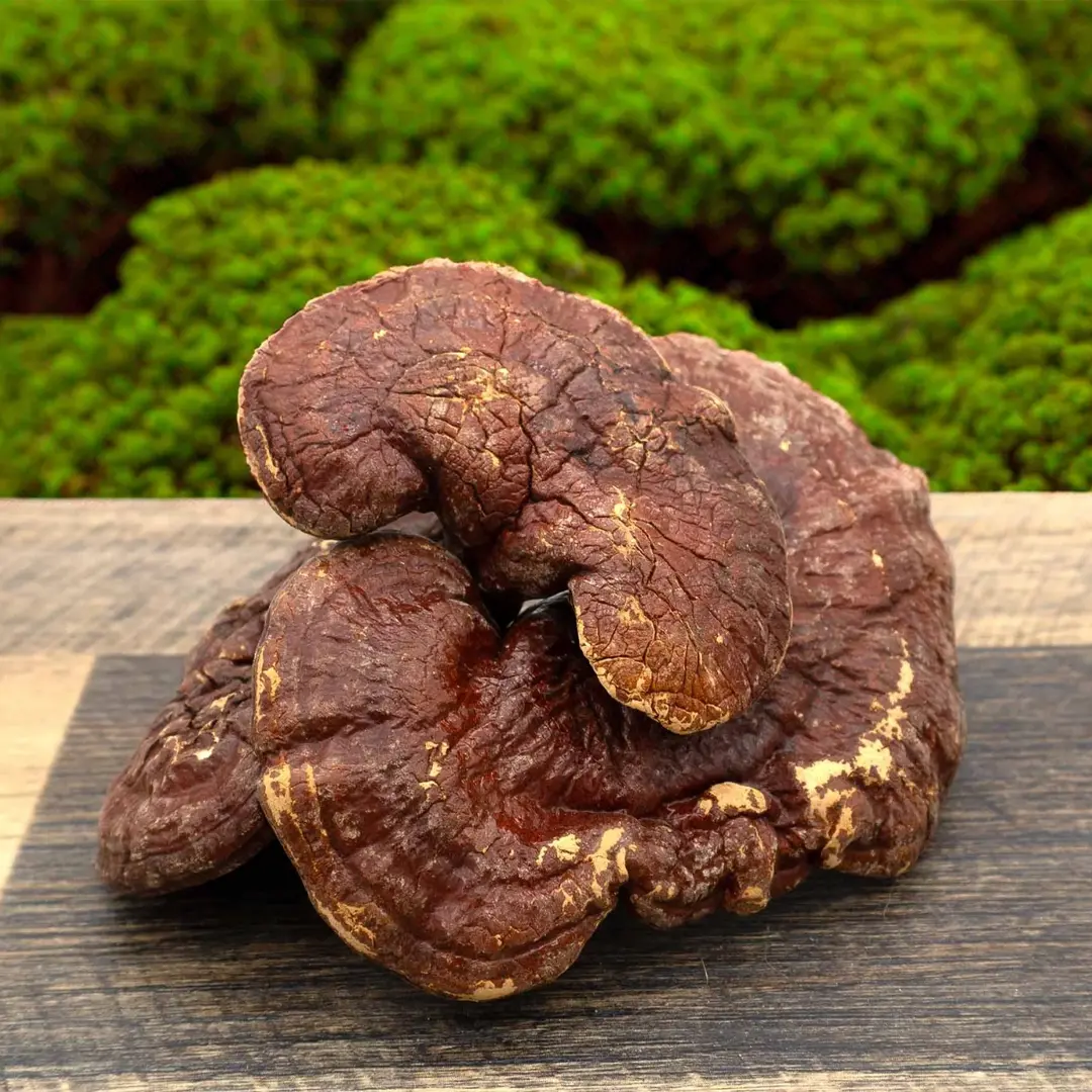 Hokkaido Lingzhi